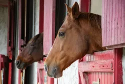 two horse heads in the windows of their stable stalls