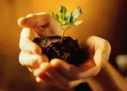 Plant growing in hand - Are We Thriving or Just Coping?