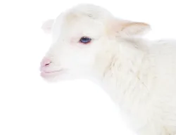 A lamb on a white background.