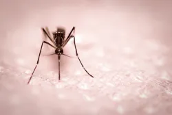 A mosquito