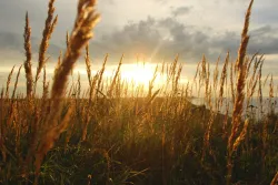 Sunrays coming through tall grass.