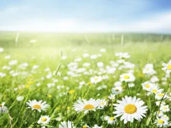 A field of Daises.