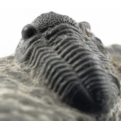 Trilobite fossil