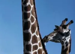The Giraffe: A Creation Wonder