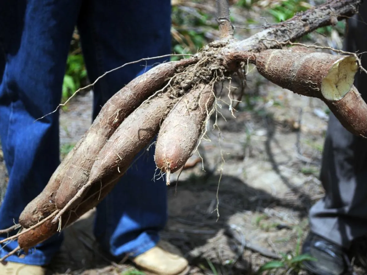 Roots of the cassava plant provide the cain cash crop for the Wapishana
