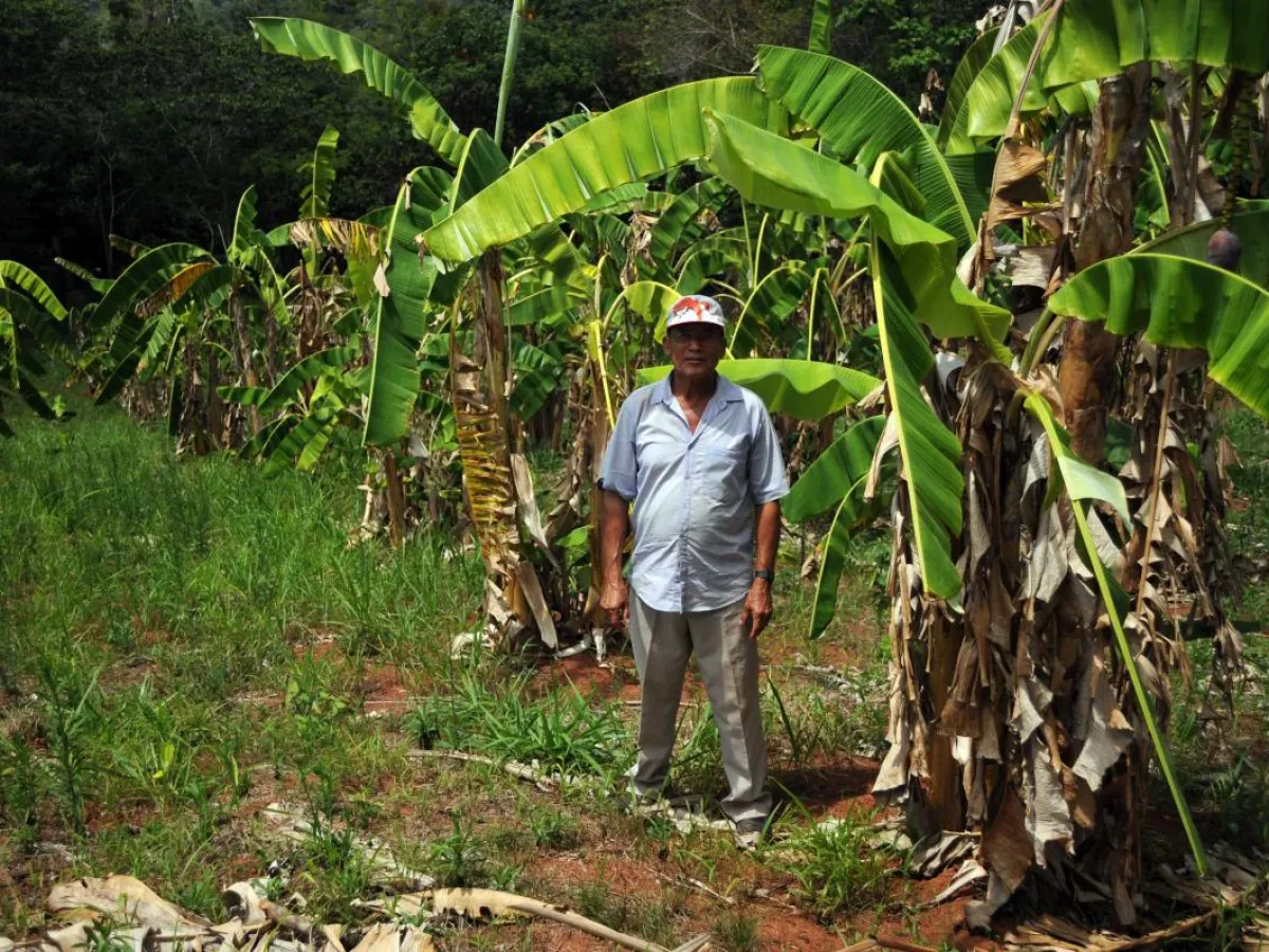 Geraldo stands in his banana grove
