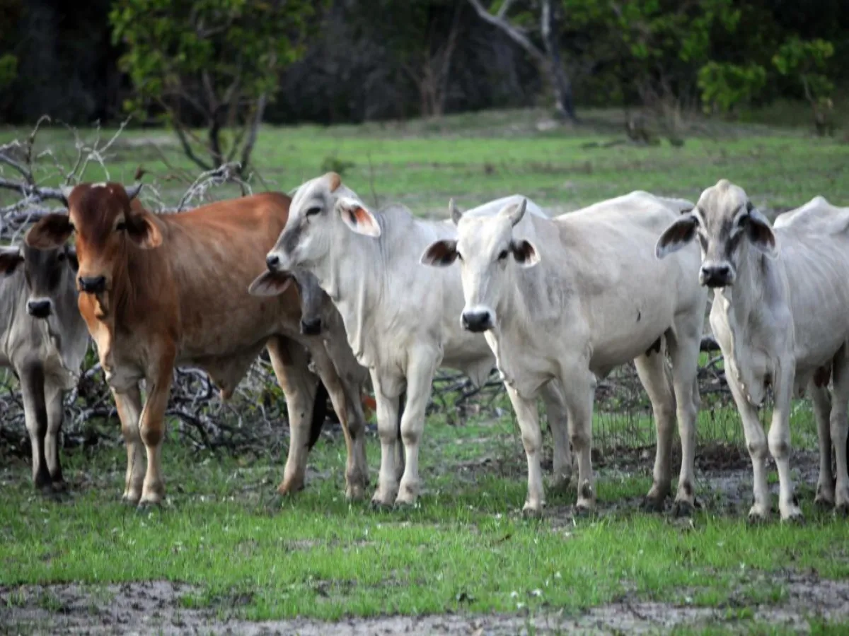 Cattle owned and managed by the church in Maloca de Moscou
