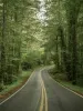 a road winding through a green forest